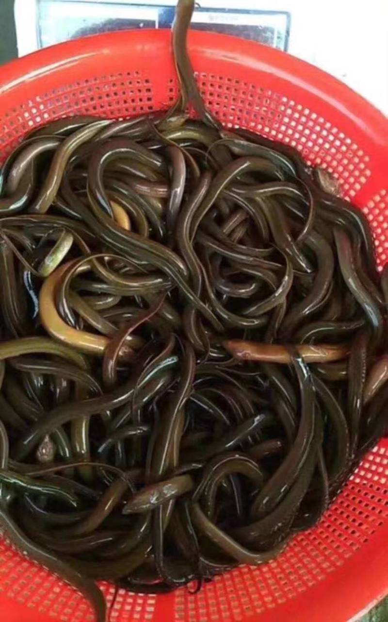 【精品】黄鳝苗正大九号鳝鱼苗，本场全程提供技术跟踪服务