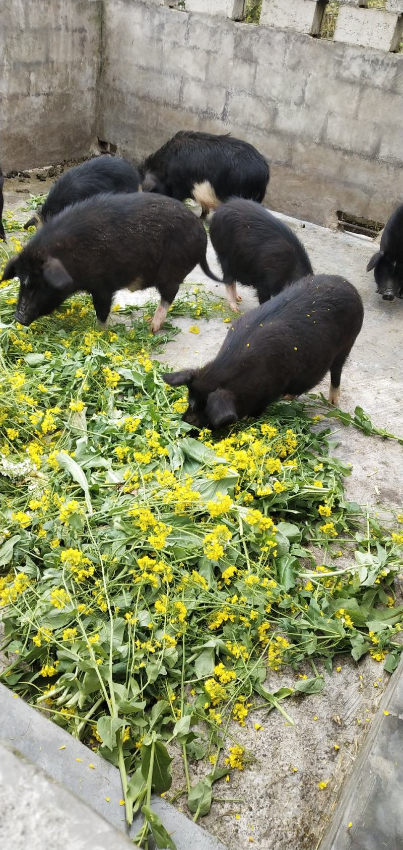 [热卖]贵州遵义藏香猪肉猪肉厂家直发藏香猪肉