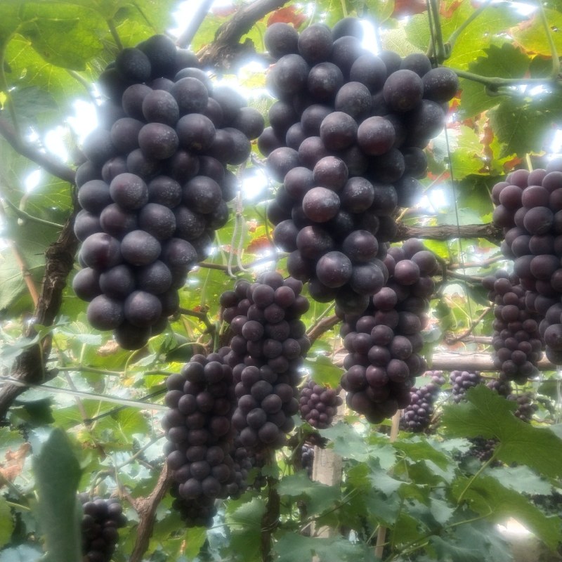 巨峰葡萄，一元八