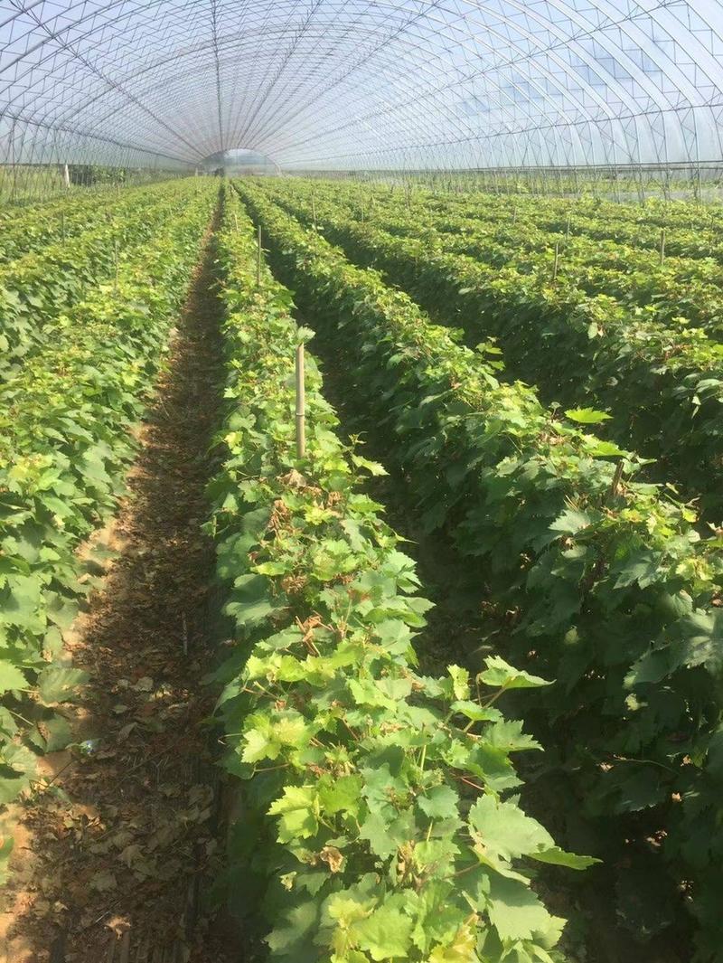 葡萄苗阳光玫瑰葡萄种苗大量供应，产地发货成活率高