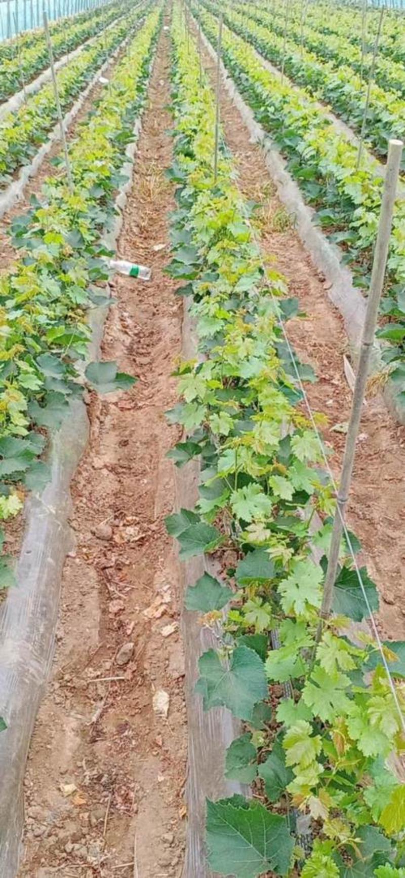 葡萄苗阳光玫瑰葡萄种苗大量供应，产地发货成活率高