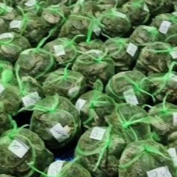 七九母，洪泽湖大闸蟹大量上市中