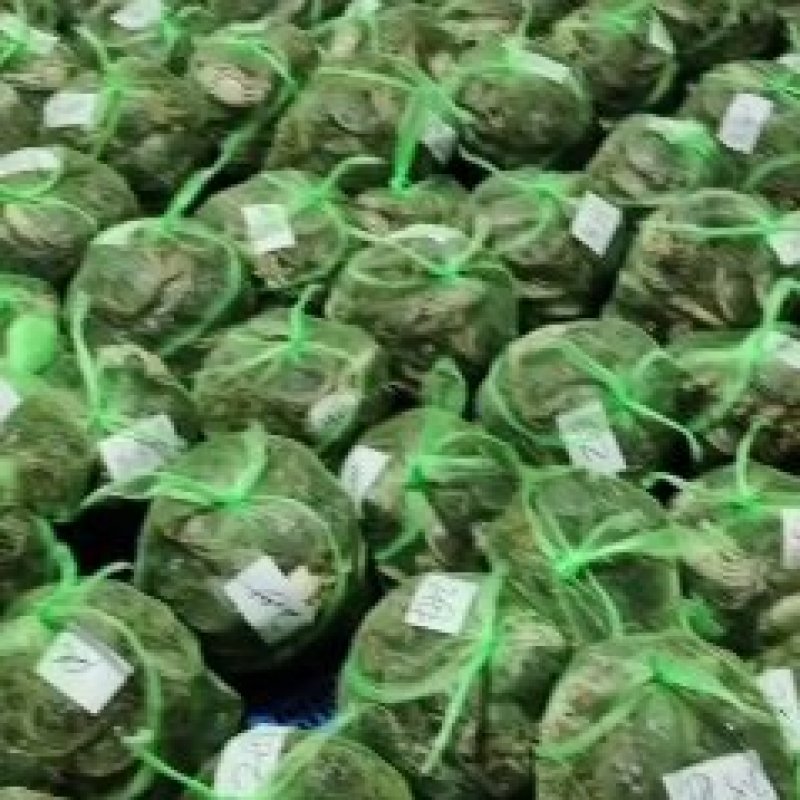 七九母，洪泽湖大闸蟹大量上市中