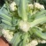 【精品菜花】乳白青梗小米花菜产地直销