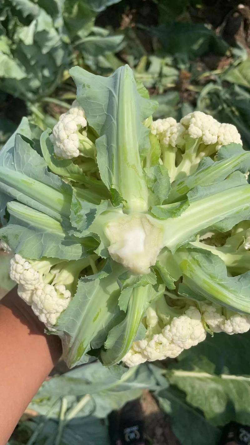 【精品菜花】乳白青梗小米花菜产地直销