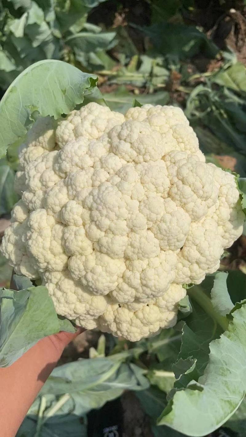 【精品菜花】乳白青梗小米花菜产地直销