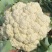 【精品菜花】乳白青梗小米花菜产地直销