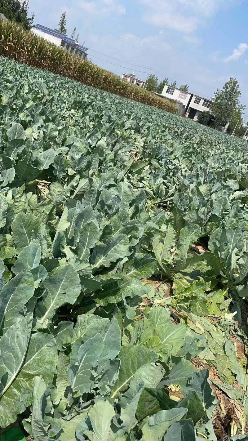 【精品菜花】乳白青梗小米花菜产地直销
