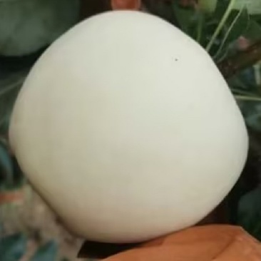 辽南黄元帅，大量有货