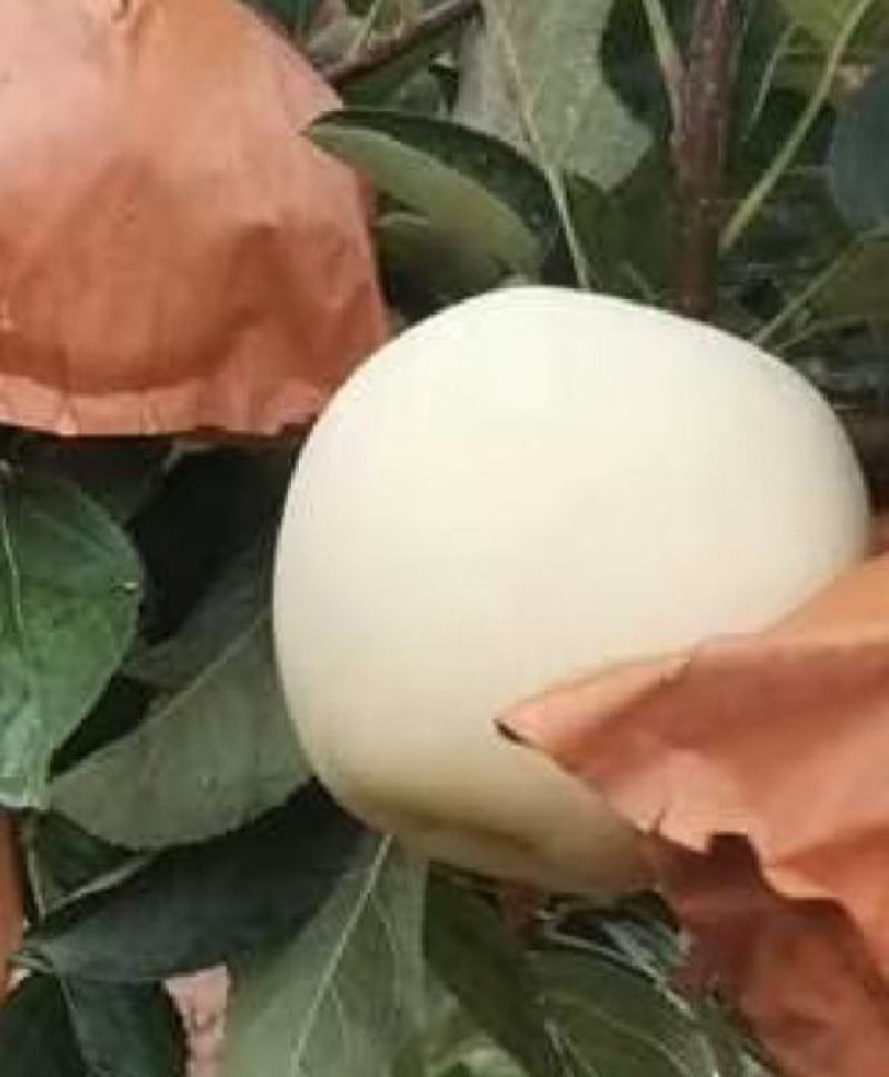 辽南黄元帅，大量有货