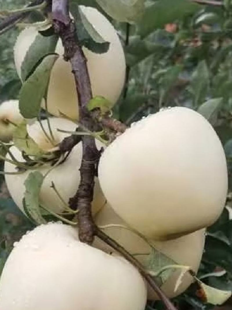 辽南黄元帅，大量有货