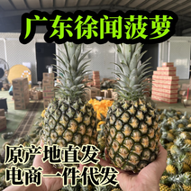 广东徐闻菠萝一件3/5/9斤