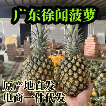广东徐闻菠萝一件代发，一手货源、产地直供，欢迎前来对接
