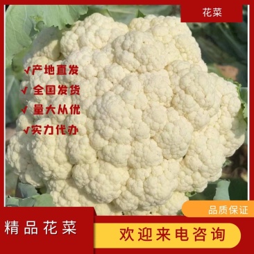 【精品菜花】乳白青梗小米花菜产地直销