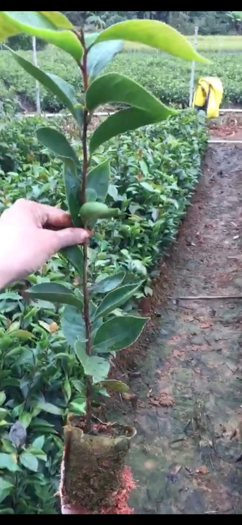 油茶苗20公分以上油茶苗