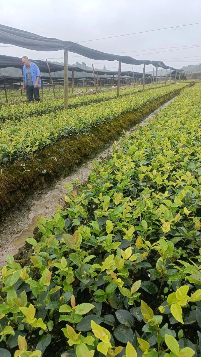 油茶苗20公分以上油茶苗