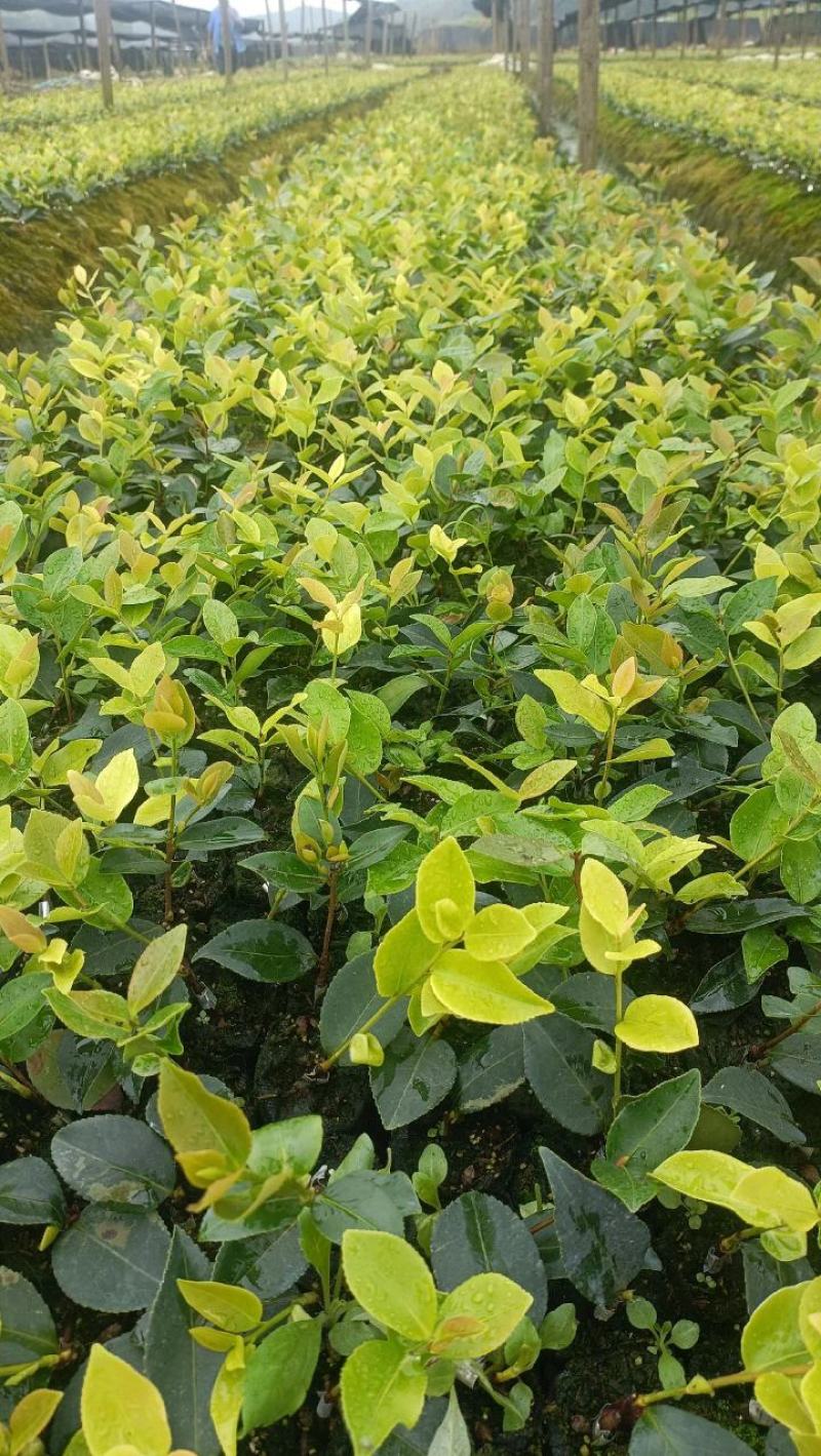 油茶苗20公分以上油茶苗