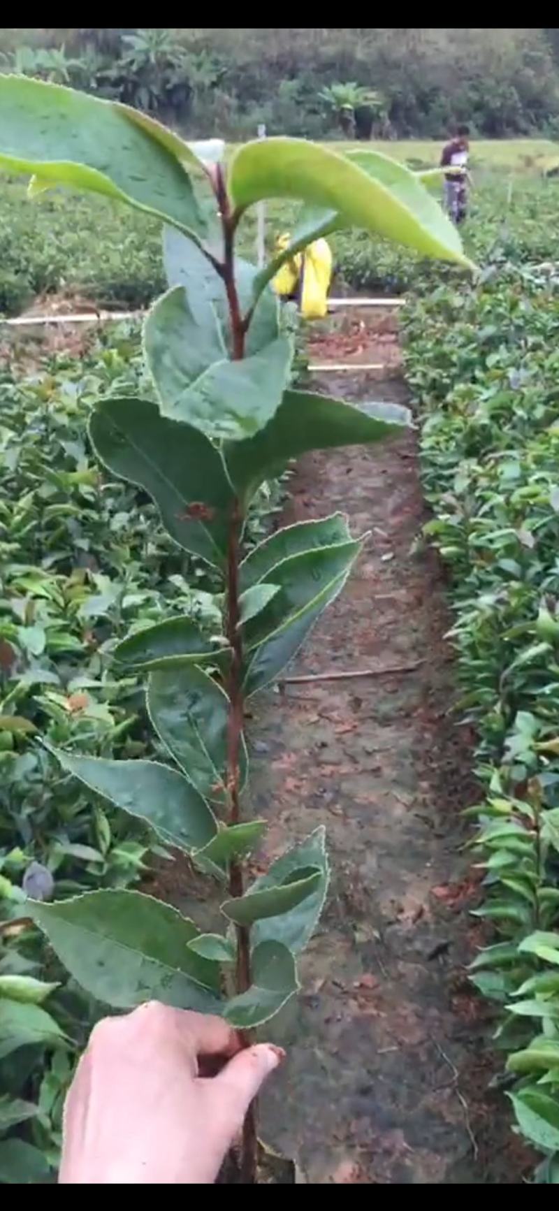 油茶苗20公分以上油茶苗