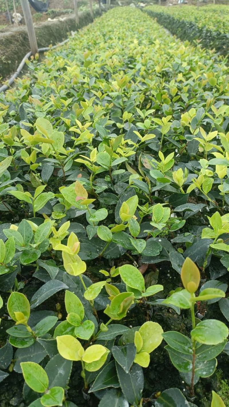 油茶苗20公分以上油茶苗