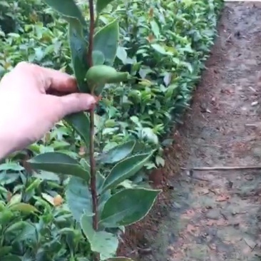 油茶苗20公分以上油茶苗