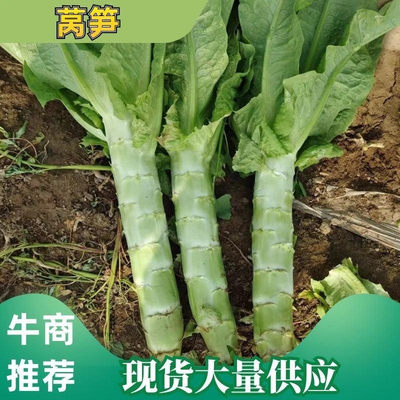 河北蔬菜原产地尖叶莴笋大量上市，青皮青肉实心莴笋质量保障