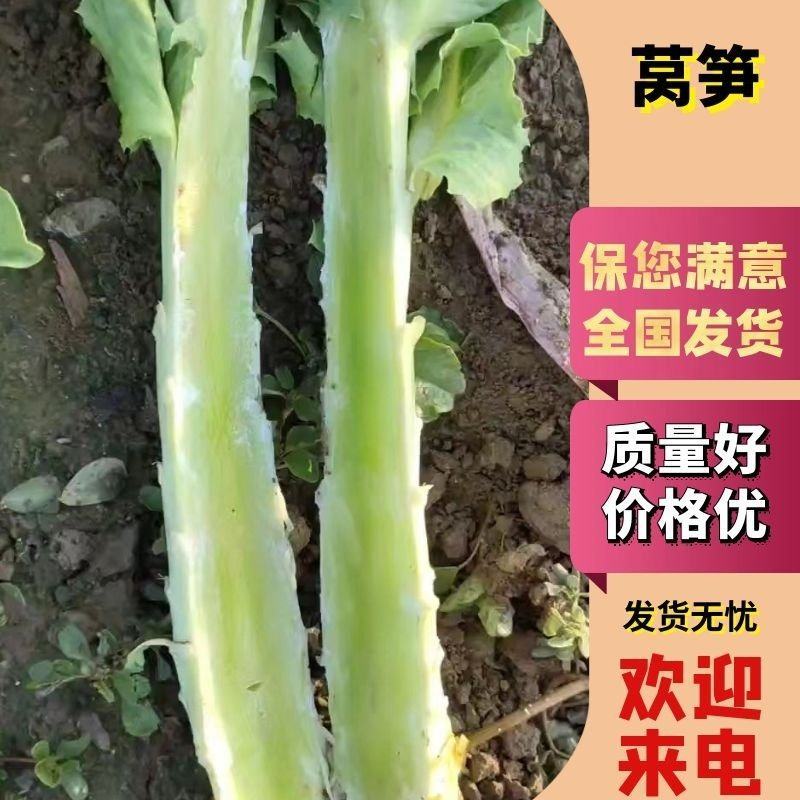 河北定州青皮青肉莴笋上市，干青，叶绿，需要的老板下单联系