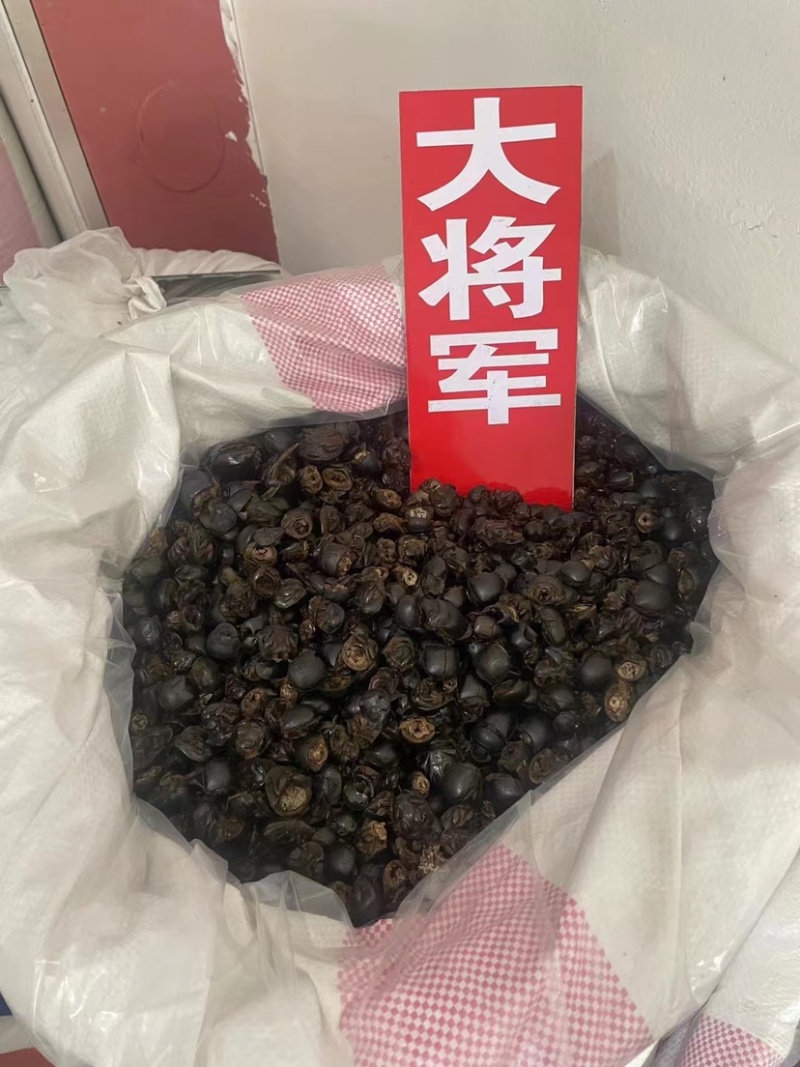 天龙壁虎守宫国内版包邮