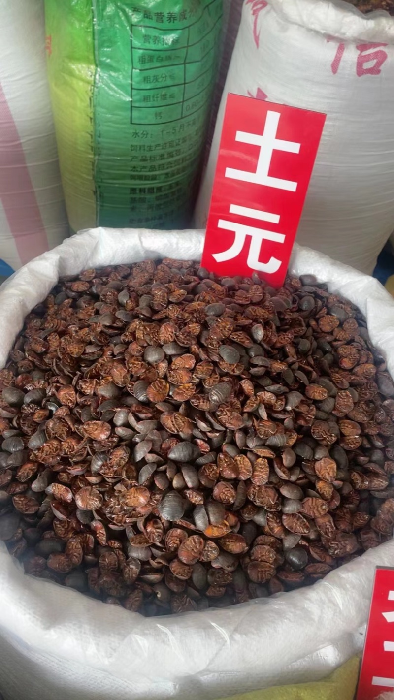天龙壁虎守宫国内版包邮