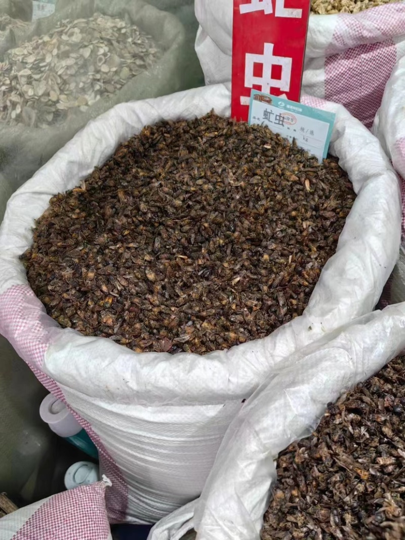 天龙壁虎守宫国内版包邮