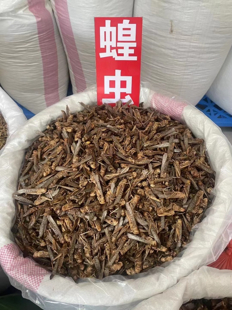天龙壁虎守宫国内版包邮