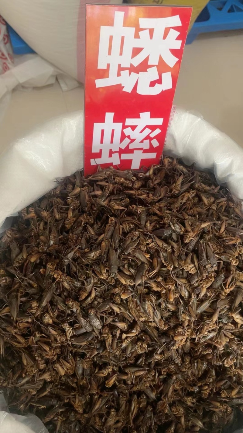天龙壁虎守宫国内版包邮