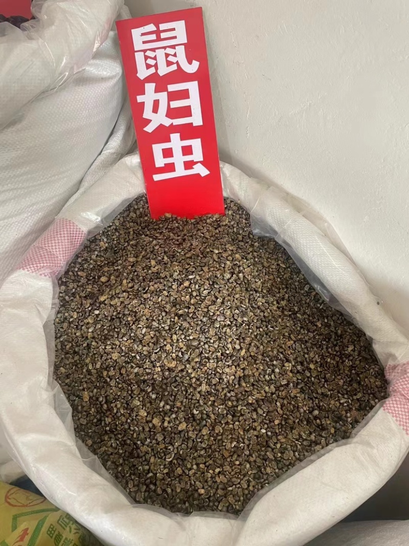 天龙壁虎守宫国内版包邮