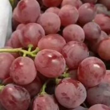 礼泉高山地区优质红提葡萄