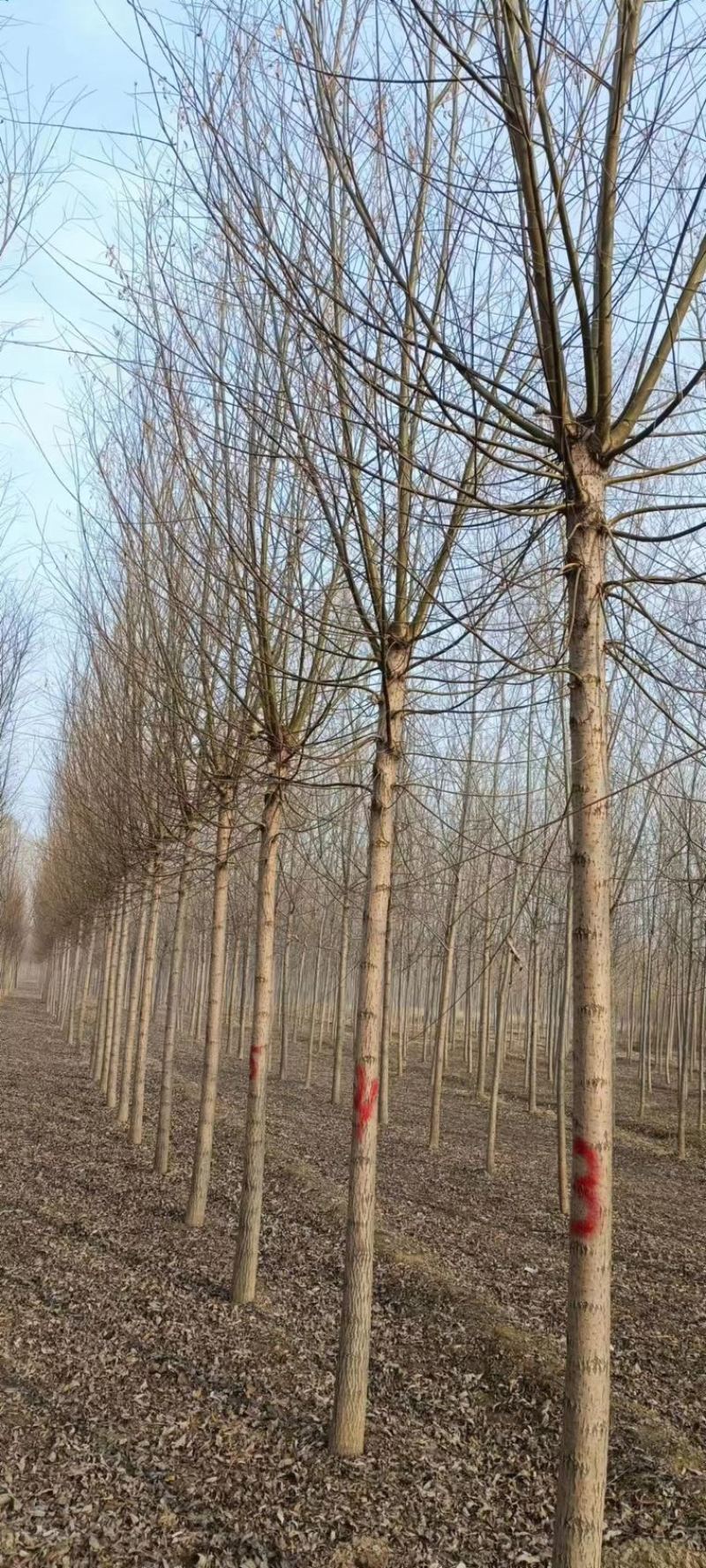 柳树旱柳垂柳馒头柳竹柳西湖垂柳秋季新品