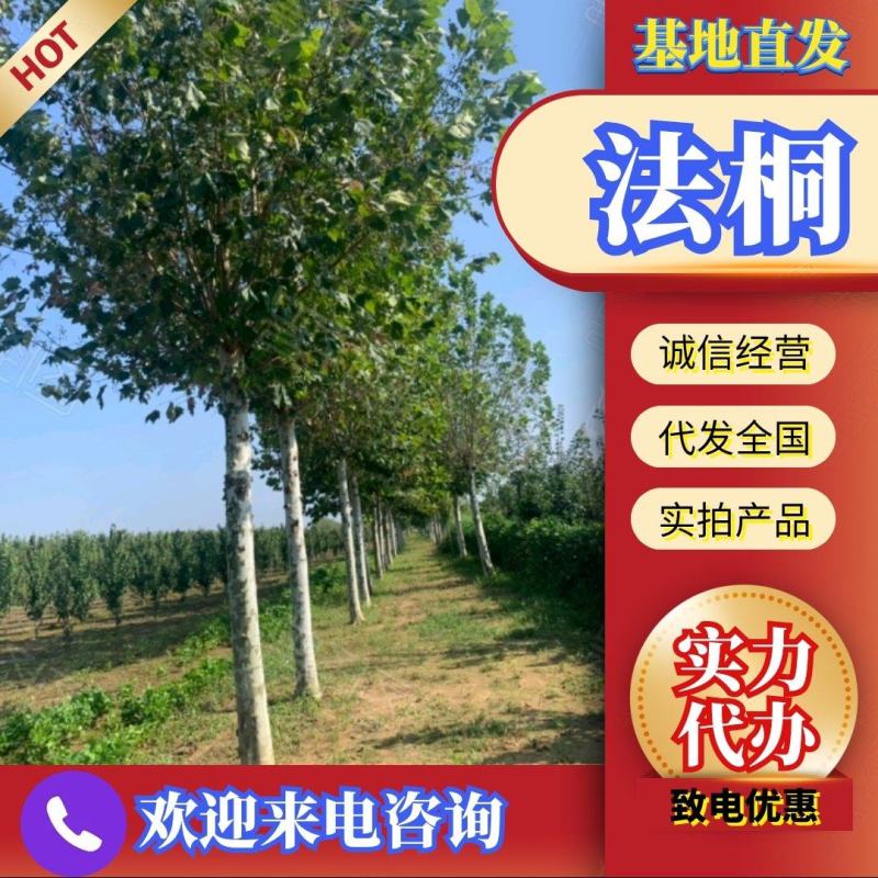 处理法桐，10公分12公分15公分18公分20公分