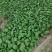 【新鲜上市】广东菜心鲜嫩清甜菜心菜苔绿叶对接商超市场