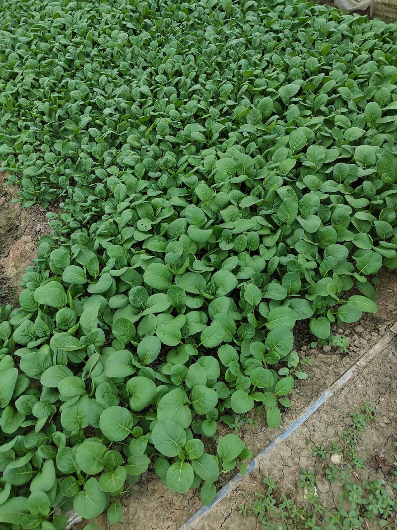 【新鲜上市】广东菜心鲜嫩清甜菜心菜苔绿叶对接商超市场