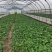 【新鲜上市】广东菜心鲜嫩清甜菜心菜苔绿叶对接商超市场