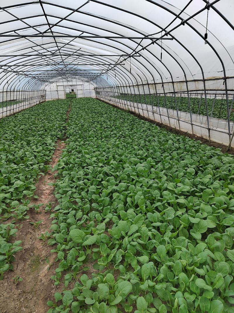 【新鲜上市】广东菜心鲜嫩清甜菜心菜苔绿叶对接商超市场
