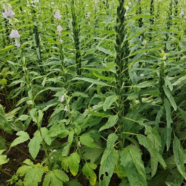 纯正芝麻油（山货），种了1000亩地，还有上万斤