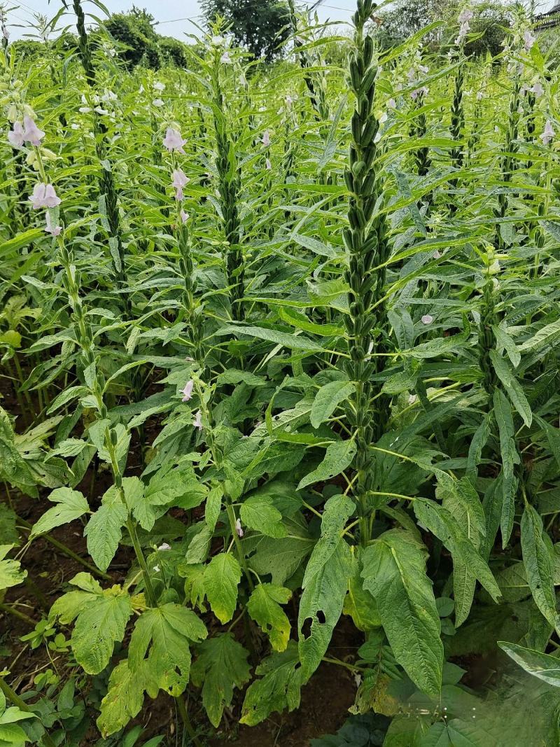 纯正芝麻油（山货），种了1000亩地，还有上万斤