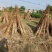 纯正芝麻油（山货），种了1000亩地，还有上万斤