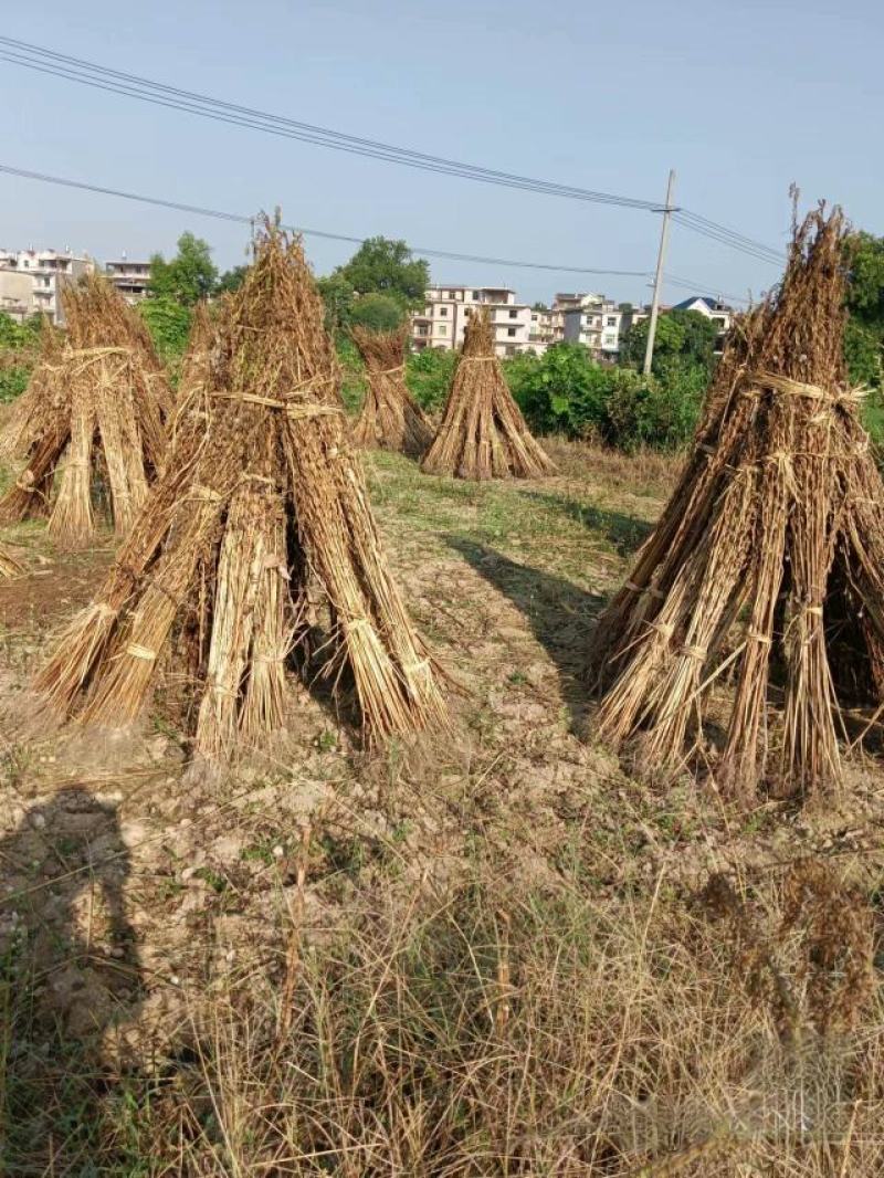 纯正芝麻油（山货），种了1000亩地，还有上万斤