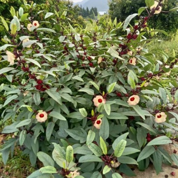 红桃K,玫瑰茄