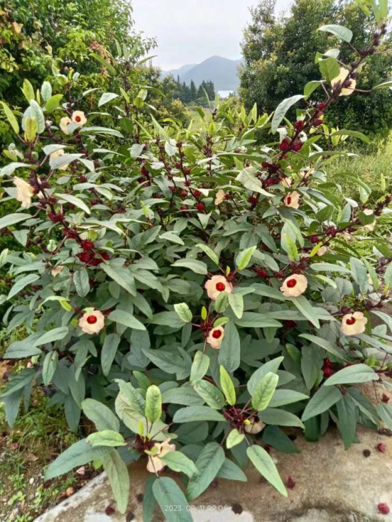 红桃K,玫瑰茄