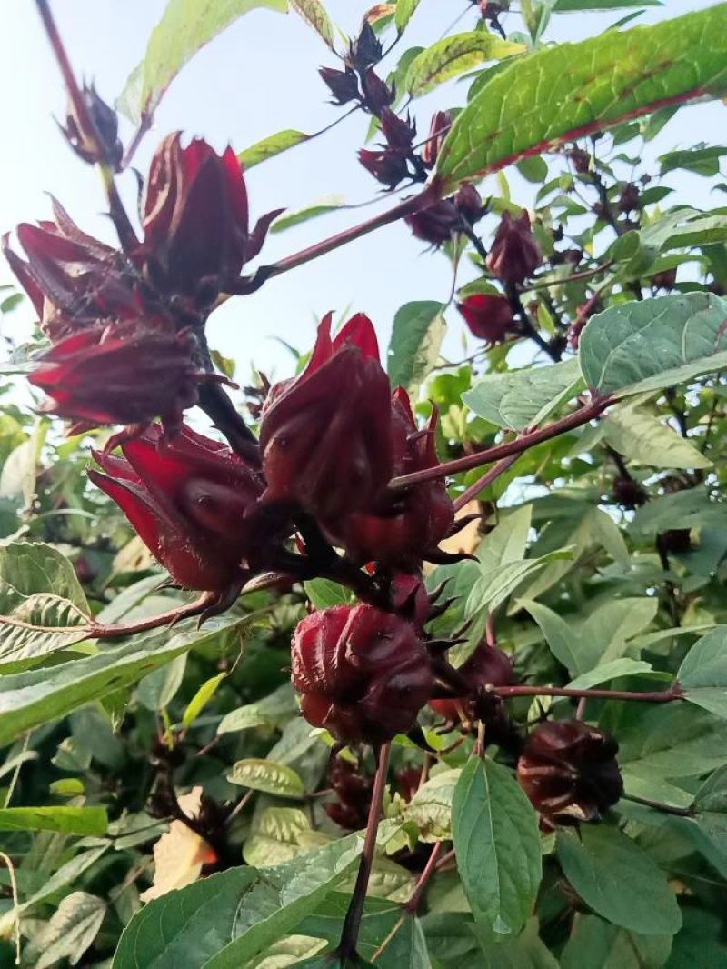 红桃K,玫瑰茄