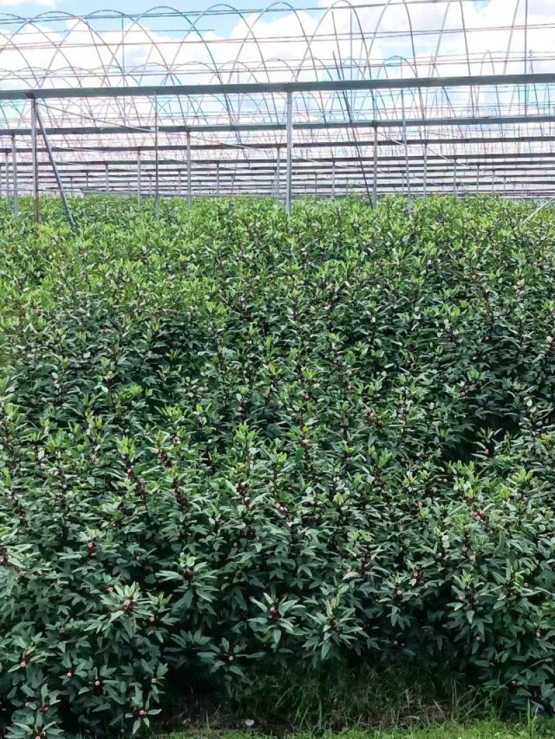 红桃K,玫瑰茄