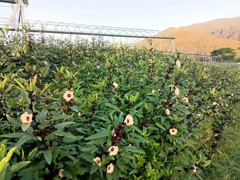 红桃K,玫瑰茄