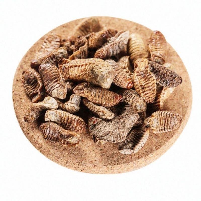 蛴螬野生中药材蛴螬土蚕老母虫核桃虫蛴螬虫可磨蛴
