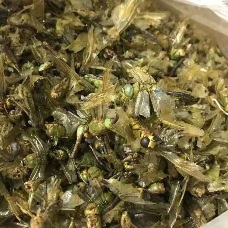 中药材蜻蜓多规格干蜻蜓蜻蜓绿蜻蜓黑蜻蜓药用大蜻